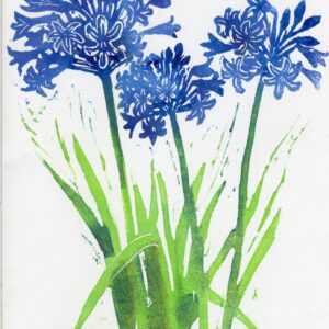 Agapanthus