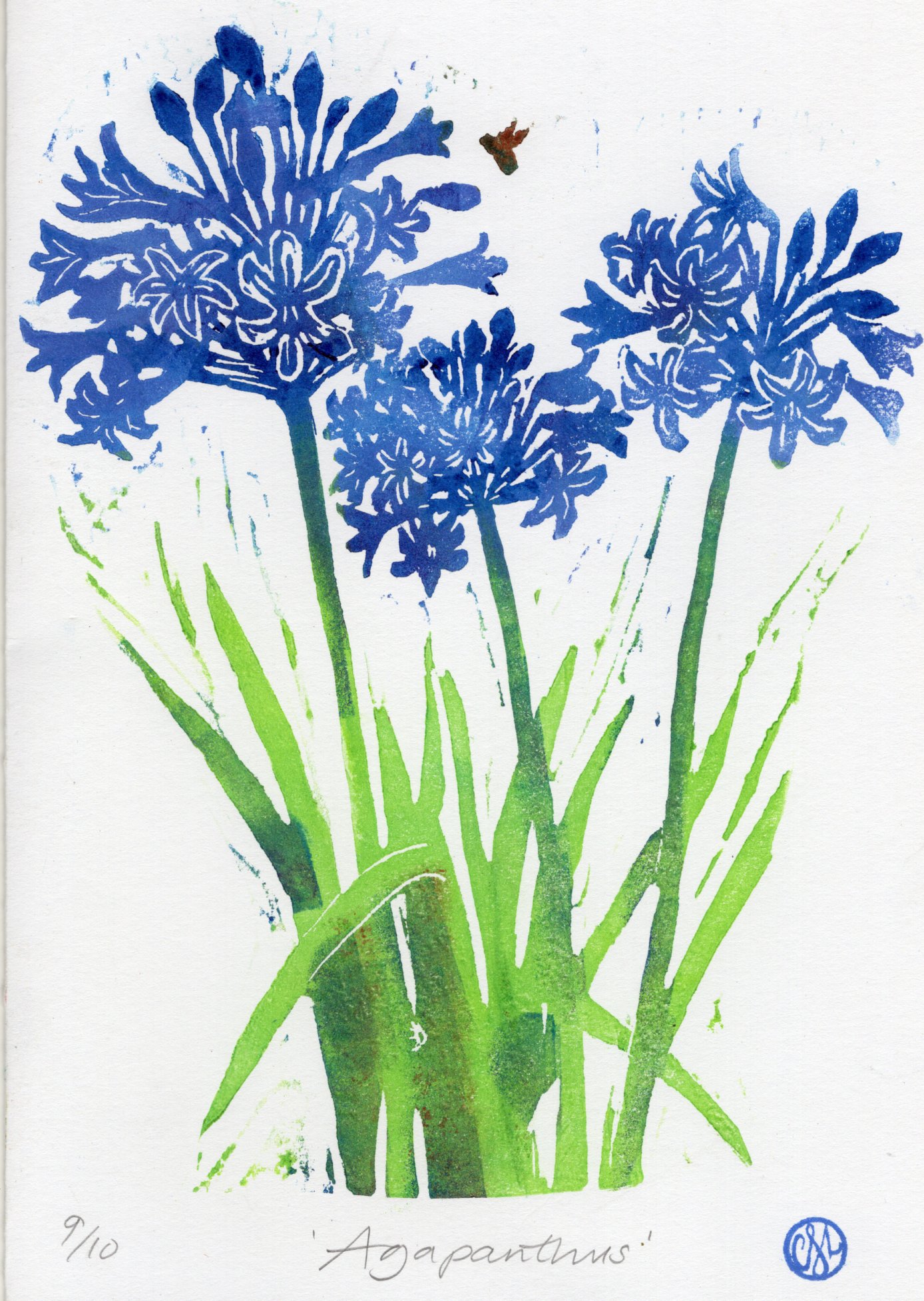 Agapanthus